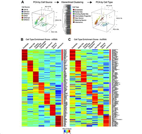 Cell Type Specific Expression Of Lncrnas A Identifying Cell Types