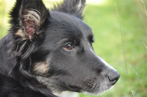 Bildet : svart og hvit, valp, dyr, border collie, virveldyr, sheepdog ...