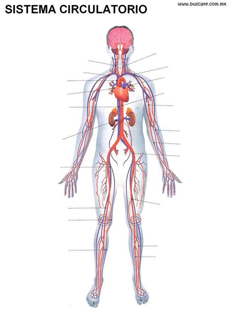 Esquema Del Sistema Circulatorio Sin Los Nombres De Sus Partes Para Completar Sistema