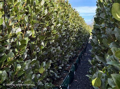 Laurus Nobilis ‘verdi Instant Hedge Nz Twining Valley Nurseries