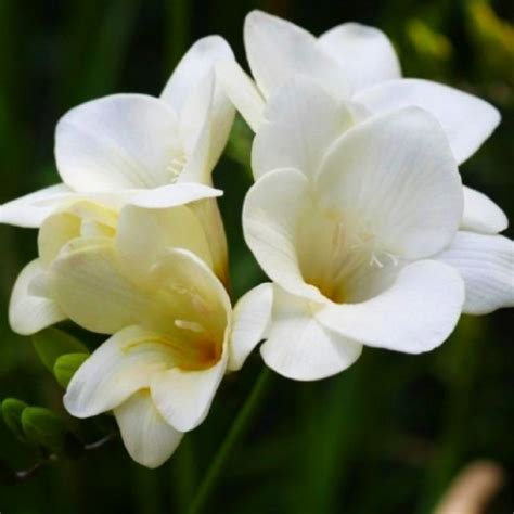 Фрезия Single White(Сингл Вайте)🌷 - купить луковицы и клубни в Украине ...