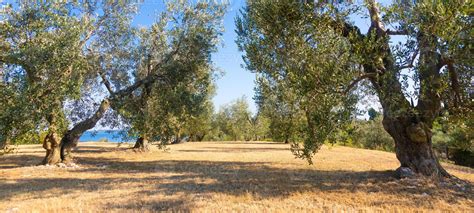 Olive Tree Cultivation In Italy Organic Outdoor Plantation In Rural