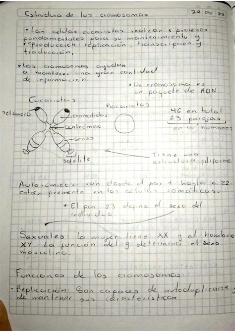 SOLUTION Apuntes Biolog A Estructura De Los Cromosomas Replicaci N