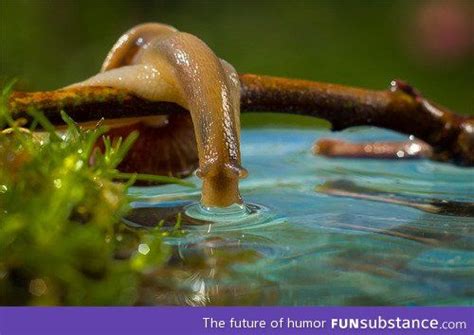 The Beauty Of A Snail Drinking Water Funsubstance Snail