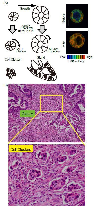 Summary Of The In Vitro Model System For Collective Cell Migration At Download Scientific