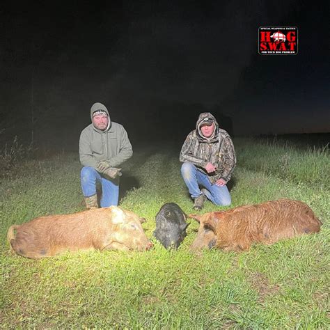 Night Hog Hunts Hog S W A T Guided Night Hog Hunt Southwest