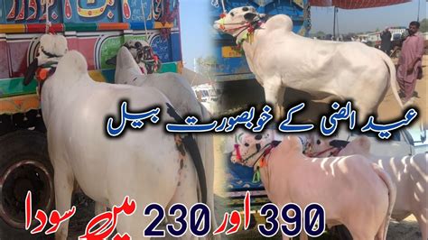 390 Or 230 Mae Soda Mandra Mandi 15 5 2024 Latest Update Ll Bhatta