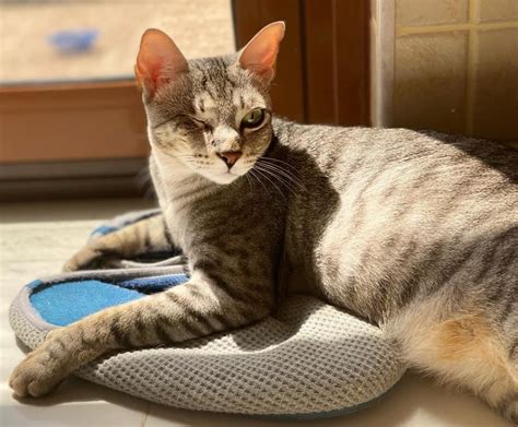 Doozer's new chapter has started with Carew