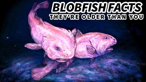 Blobfish Facts: They're NOT the UGLIEST Animals | Animal Fact Files ...