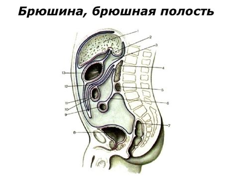 Верхний этаж брюшной полости - online presentation