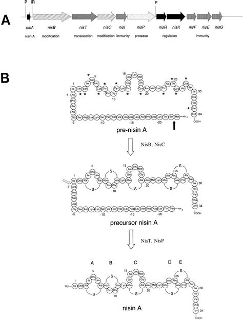 Autoregulation Of Nisin Biosynthesis In Lactococcus Lactis By Signal