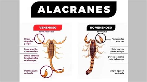 Cómo prevenir la aparición de alacranes y qué hacer ante la picadura