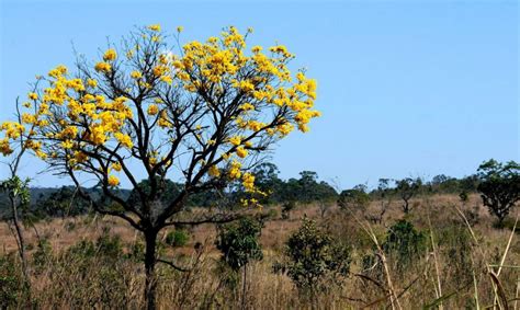 Programa Eu amo Cerrado incentiva preservação do bioma Jornal de Brasília