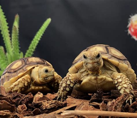 How to Care for Your Sulcata Tortoise - Allan's Pet Center