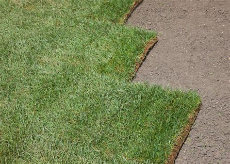 Sod Installation Or Replacement In Orlando