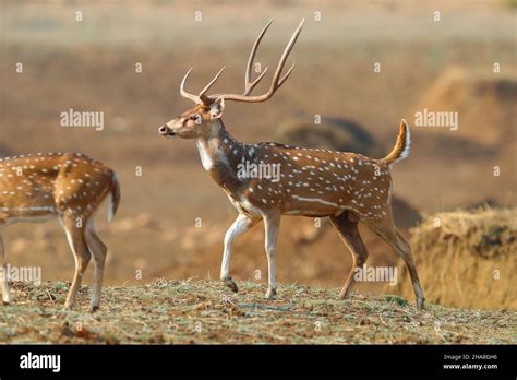 Chital Running Hi Res Stock Photography And Images Alamy