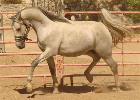 18 Best Shagya Arabian Images On Pinterest Arabian Horses Arabian