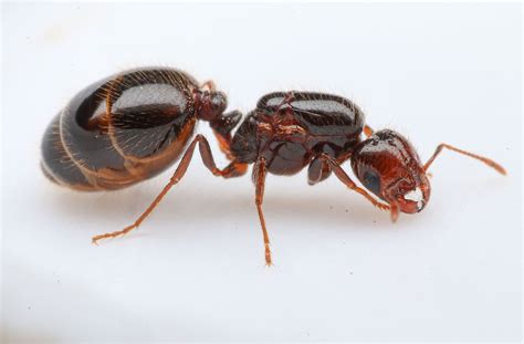 Southern Fire Ants S Xyloni Colonies For Sale Stateside Ants