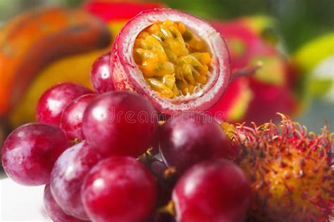 Tropical fruits stock photo. Image of rambutan, still - 19443550