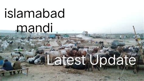 Bhatta Chowk Cow Mandi Islamabad Latest Update Islamabad And