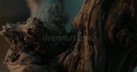 Gnarled Wood Textures In Natural Light Stock Footage Video Of