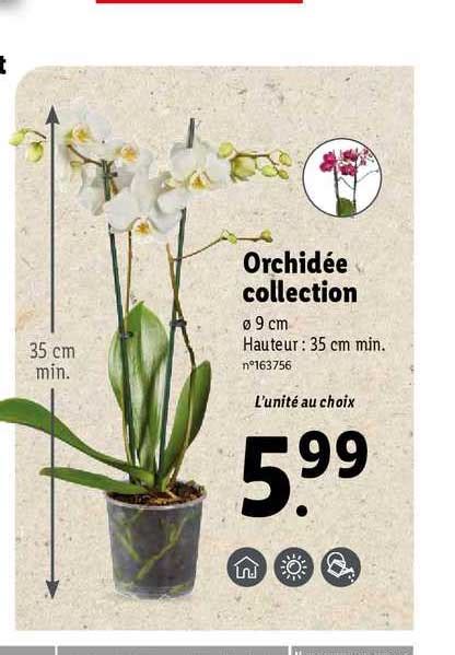 Promo Orchid E Collection Chez Lidl Icatalogue Fr