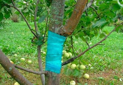 How To Spray Fruit Trees From Diseases And Pests Healthy Food Near Me