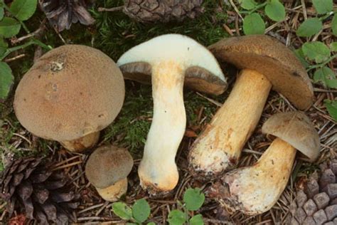 Suillus Variegatus Alchetron The Free Social Encyclopedia