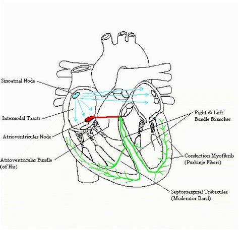 Label The Cardiac Conduction System