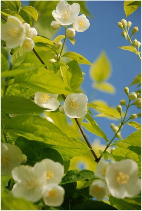 Immemory Plants Garden Flowers