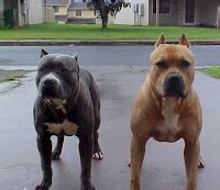 Pitbull Training - How To Train A Pitbull: Top 10 Pitbull Training Tips