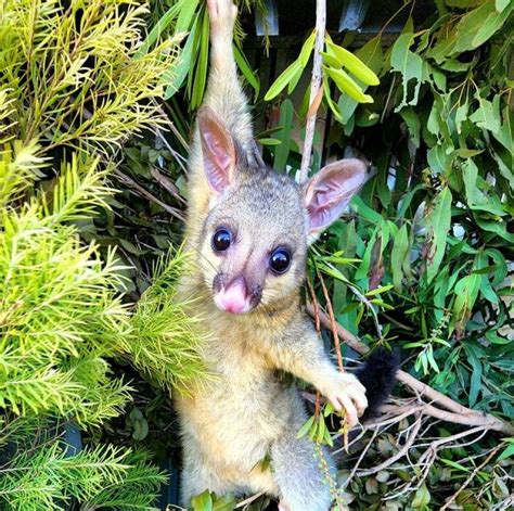 Possum season for wildlife carers - Bundaberg Today