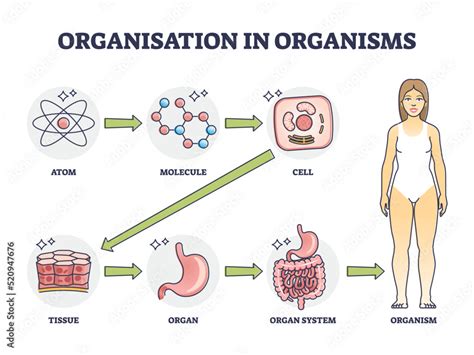 Organisation In Organisms With Hierarchical Level Structure Outline