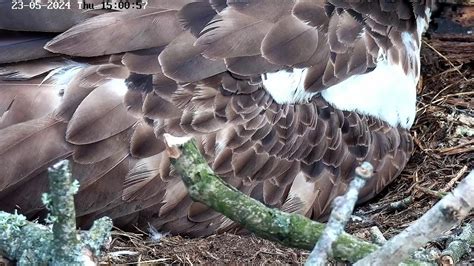 Poole Harbour Osprey Nest Camera Aerial View Youtube