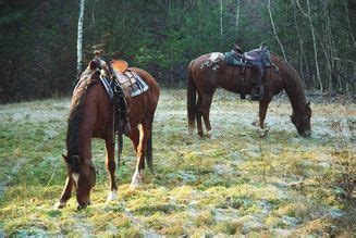 Campfire Cattle Drive Team