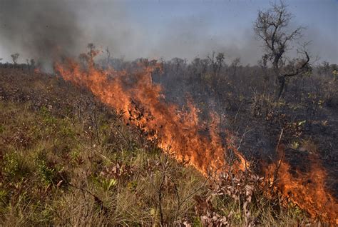 Incendios Brasil Lo Que Se Esconde Tras Los Incendios De La Amazonia