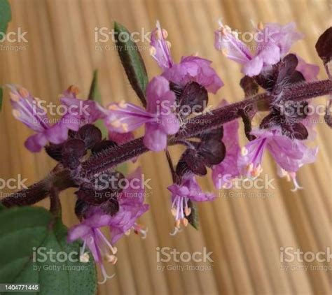 Basil Is A Common Name For The Culinary Annual Herb Ocimum Basilicum