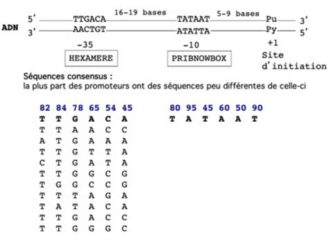 Structure Des G Nes Et Expression Du Message G N Tique Chez Les