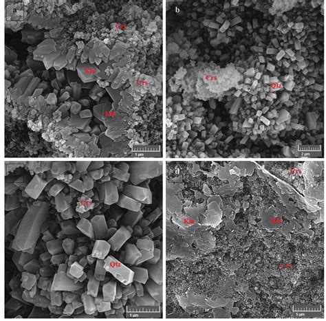 Scanning Electron Microscopy Sem Photomicrographs Representing The