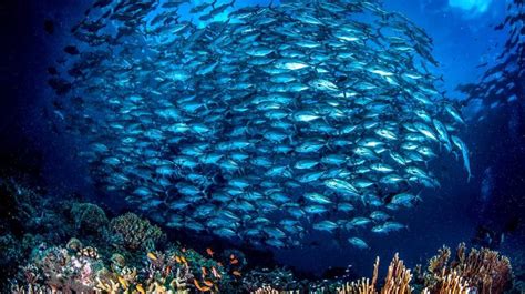 Día Mundial de los Océanos El tiburón blanco en datos y cifras