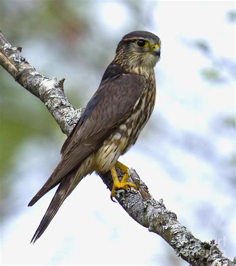 Merlin Falcon Photograph By Nancy Dempsey