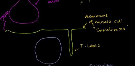 Mcat Muscular System Flashcards Quizlet