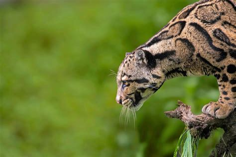 Clouded Leopard – Zoo EV