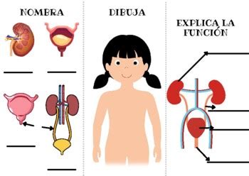 Aparatos De La Funci N De Nutrici N By Cecilia Medina Tpt