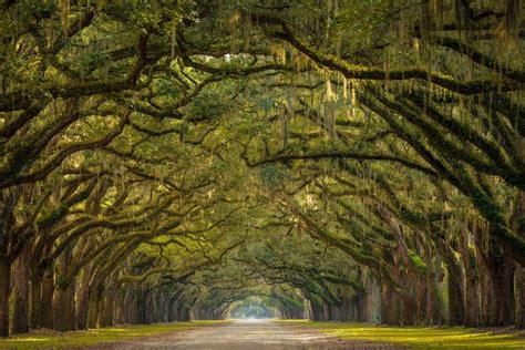 The Best Places to Spot the Famous Savannah, GA, Oak Trees