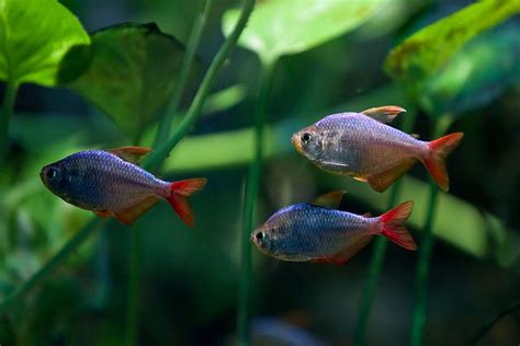 Colombian Tetra Hyphessobrycon Columbianus At Woodland Park Zoo 1