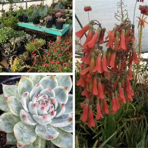 5 Best Hill Country Plant Nurseries The Texas Wildflower