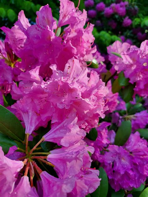 Purple Rhododendron Photos, Download The BEST Free Purple Rhododendron ...