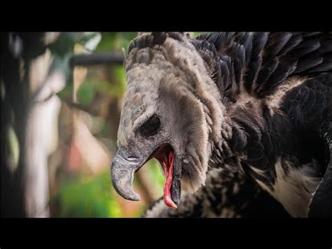 Harpy Eagle Sounds - YouTube