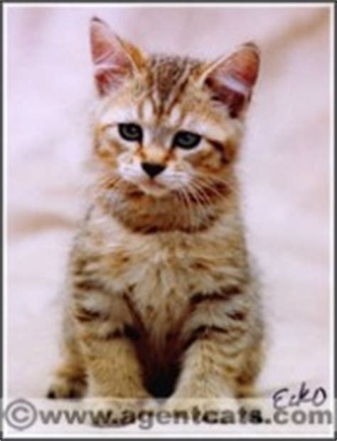 Pixie Bob Cat Breeders List